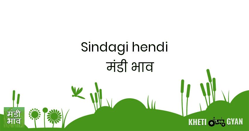 Sindagi(Hendi) मंडी भाव की ताज़ा तस्वीर